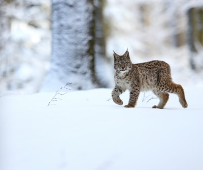 棕色和黑色的猫在雪地上